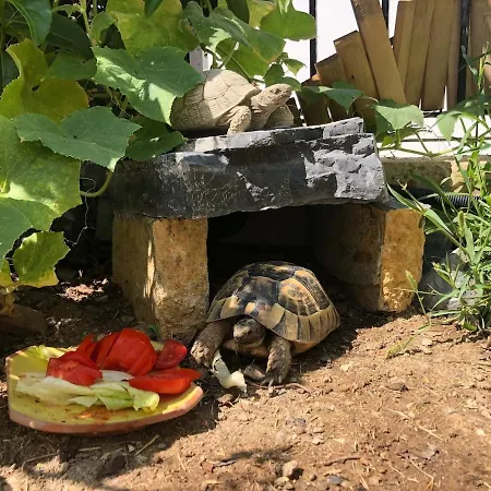 Luxury With Panoramic Sea View Bodrum